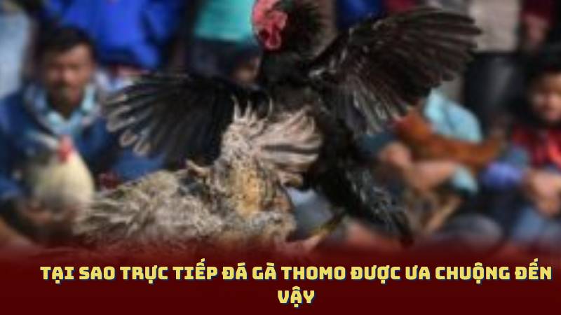 Tại Sao Trực Tiếp Đá Gà Thomo Được Ưa Chuộng Đến Vậy